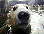 polar bear in water