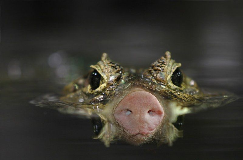 funny crocodile with snout