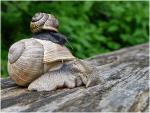 Photos of snails