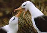 Gulls feed each other