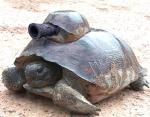 turtle with a martial weapon on board