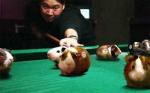 game of billiards by guinea pigs