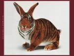 rabbit in the coloring of the tiger