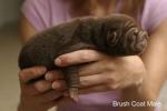 sharpei_02.jpg