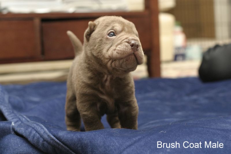 shar pei puppy