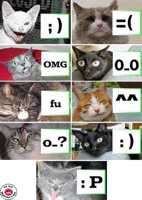 cat's smiles