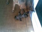 Shepherd plays with the cat