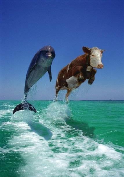 competition of the dolphin with cow