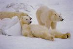 three polar bears at rest