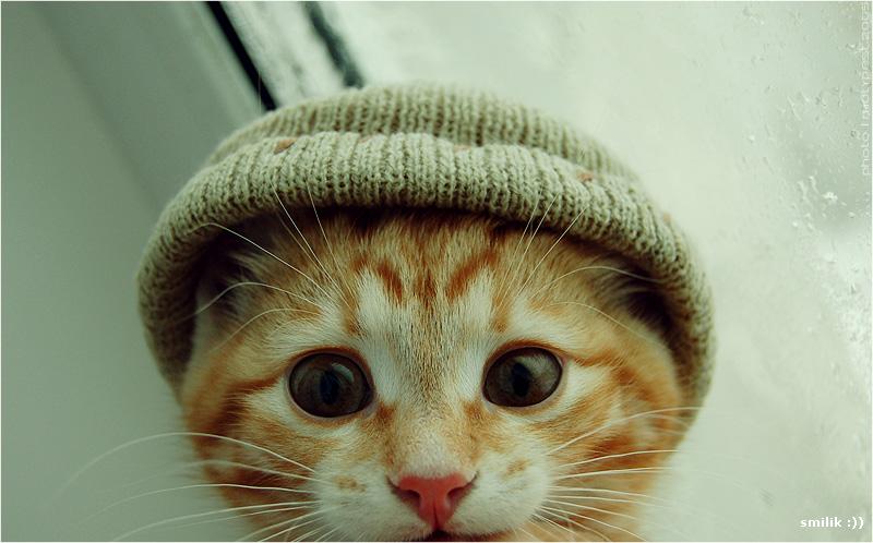котенок в шапке пирожок
