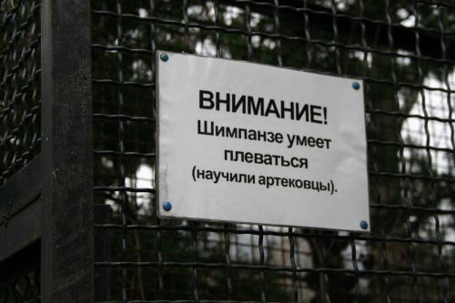 внимание шимпанзе умеет плеваться, научили артековцы