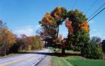 0525_tree.jpg