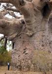 0906_tree.jpg