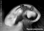 EAR.JPG