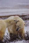 Courtship of polar bears