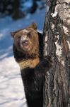 The picture with the brown bear, peeping out from behind a tree