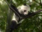 Image of panda spreading paws on the tree branches