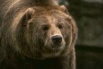 Big brown bear taken en face