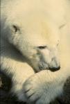 The snap of a thinking polar bear