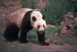 Photo of walking panda