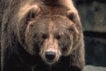 The muzzle is a huge bear
