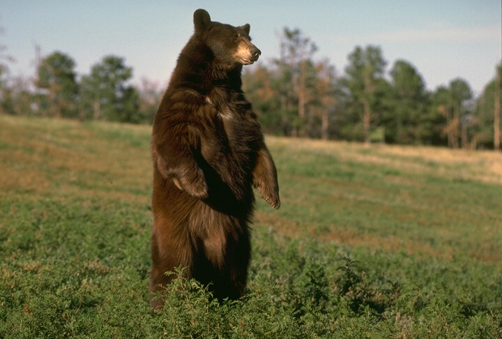 The snap of the bear standing on their hind legs in a forest glade