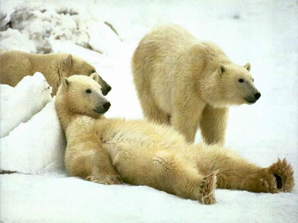 Polar bears in camp