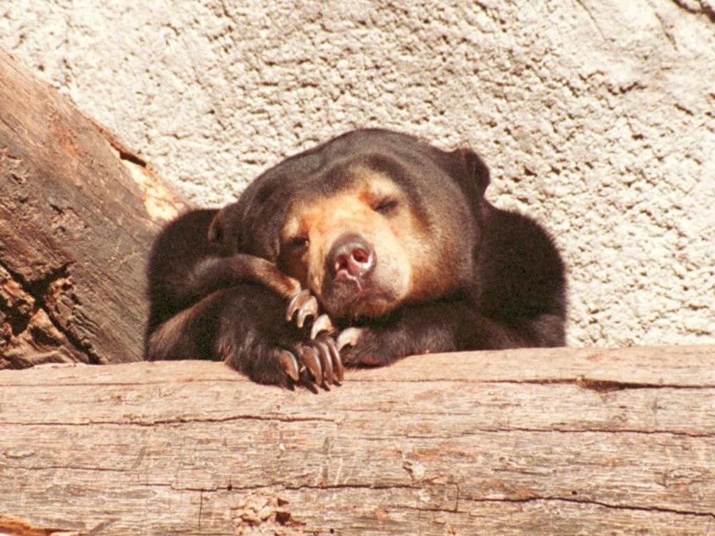 Tired sad bear