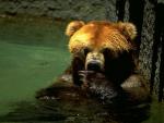 Бурый медведь сидящий в воде по самые уши