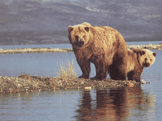 Самка медведя с детенышем на водопое