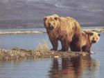 Самка медведя с детенышем на водопое