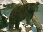 Наблюдающий за кем-то бурый медведь