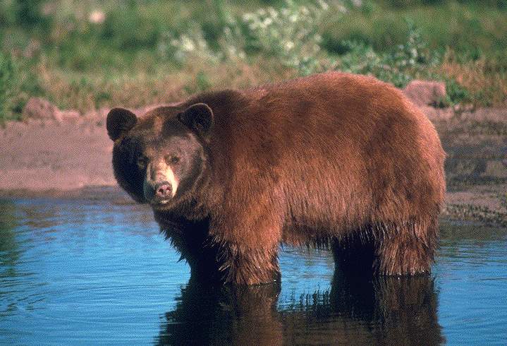 Бурый медведь в воде с подмоченным брюхом