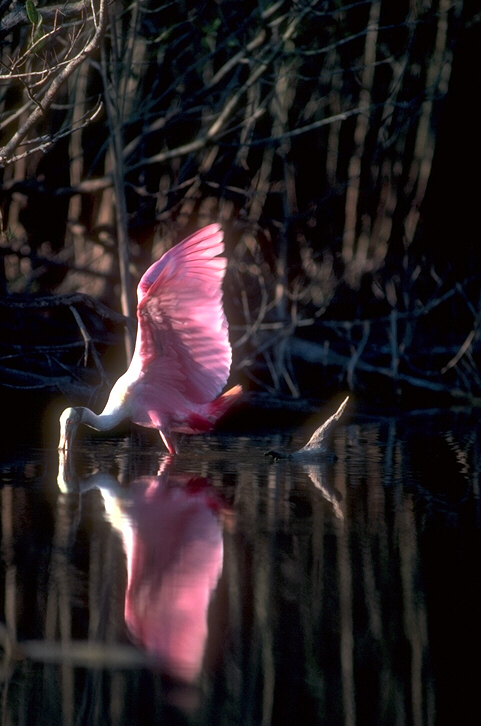 Pink bird catches fish