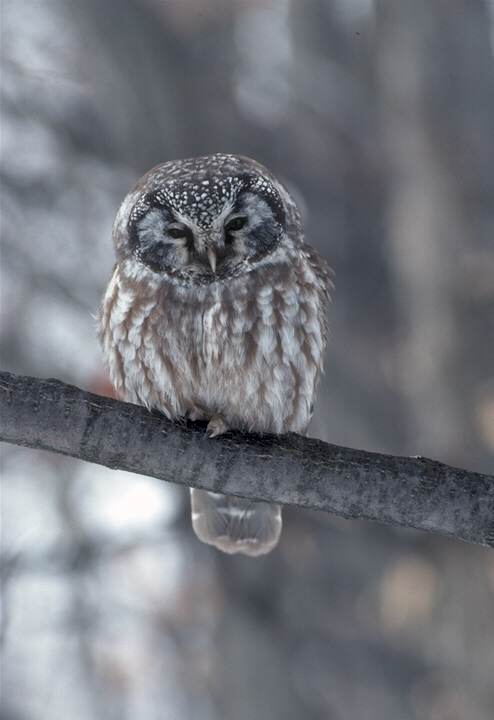 Snapshot gray owl sitting on a tree branch