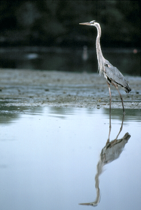 Picture of hunting heron