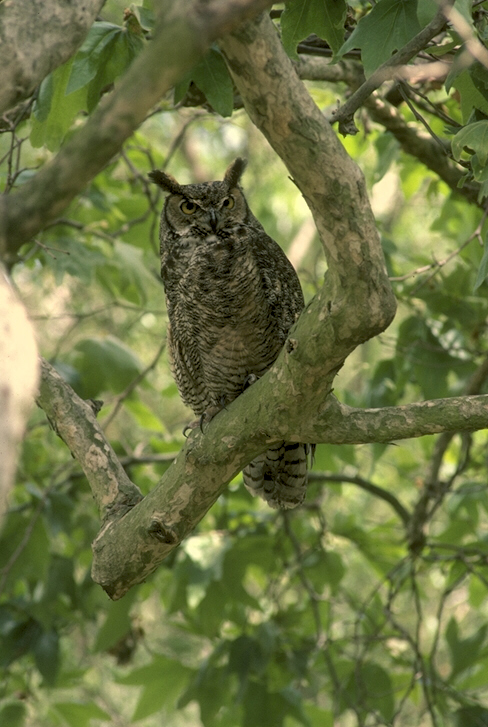 Owl in a green forest