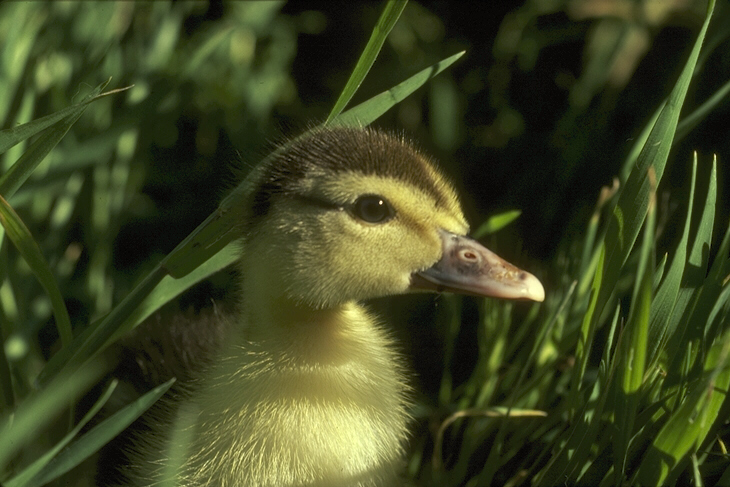 Photo fluffy little duckling