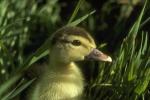 Photo fluffy little duckling