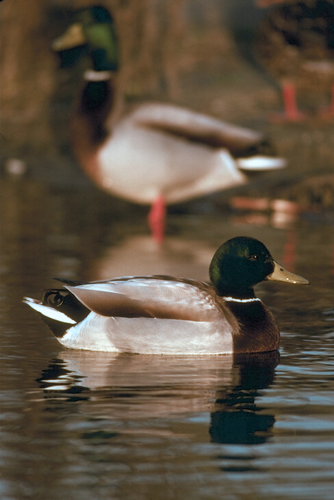 Image of duck swimming on the water