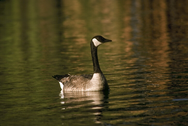 Goose on calm water