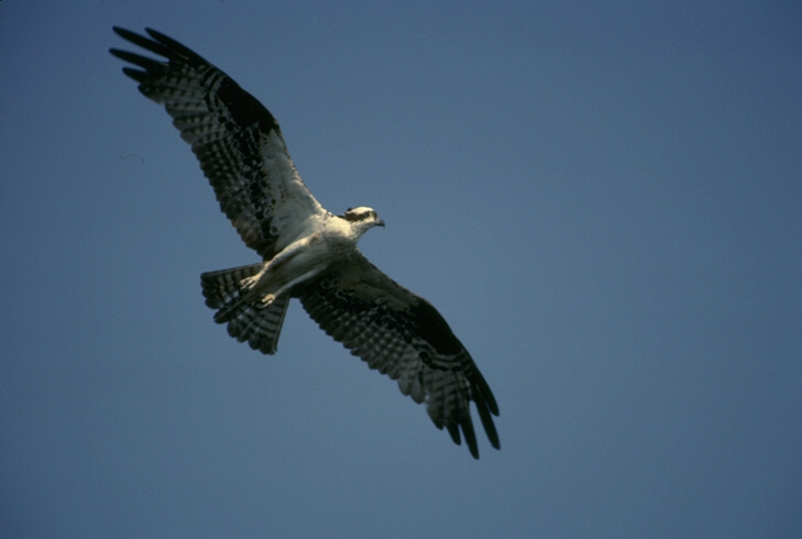 Soaring bird - a bottom view