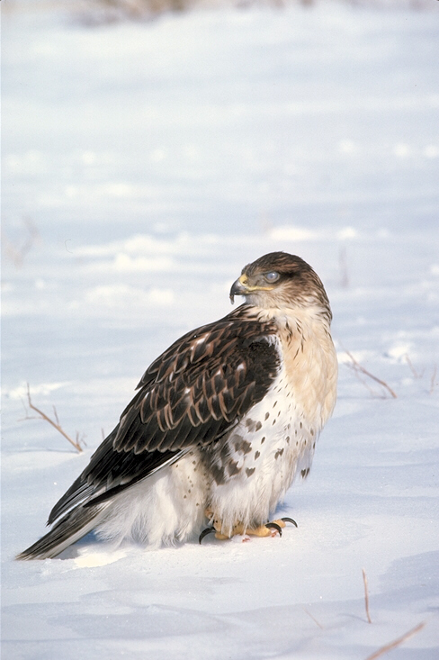 Bird Hunters in the snow