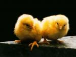 Snapshot pair of fluffy yellow small chickens