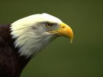 animals15.jpg
