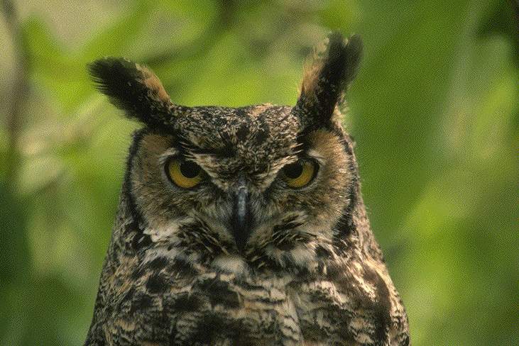 The head of an eagle-owl