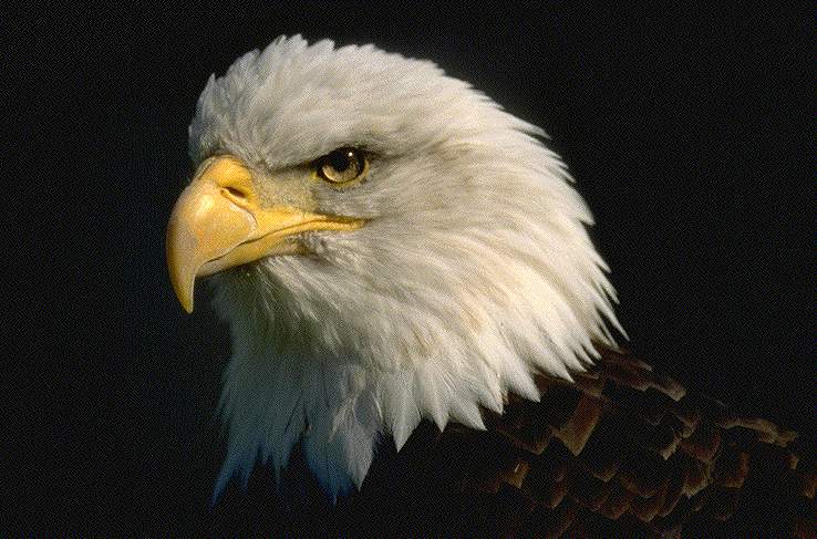 Photos of Eagle in profile