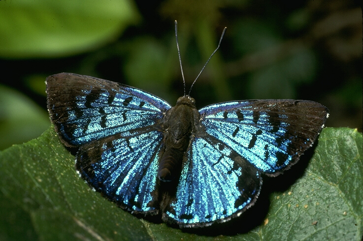 blue moth on a green leaf