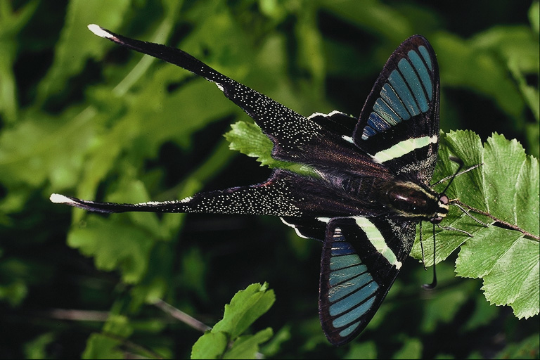 strange insect like a butterfly
