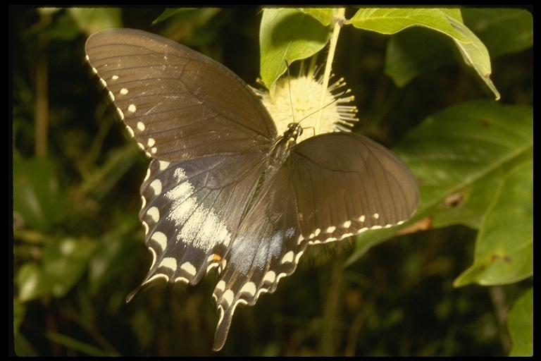 night's rest of the unusual butterfly